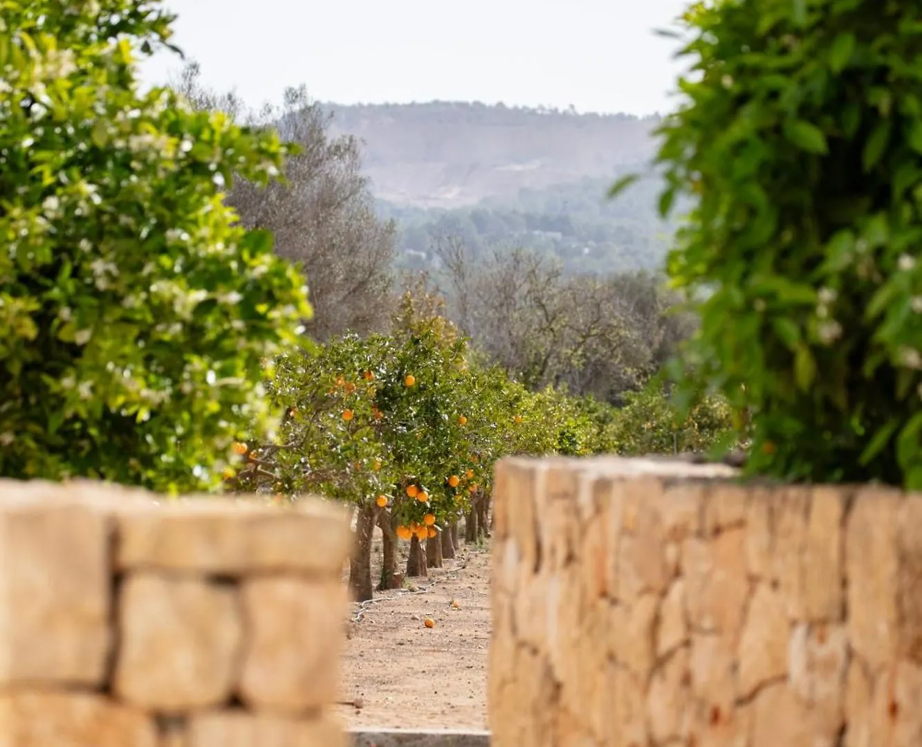 Can Jaume By Ocean Drive Puig D'en Valls 0*,  Spanje